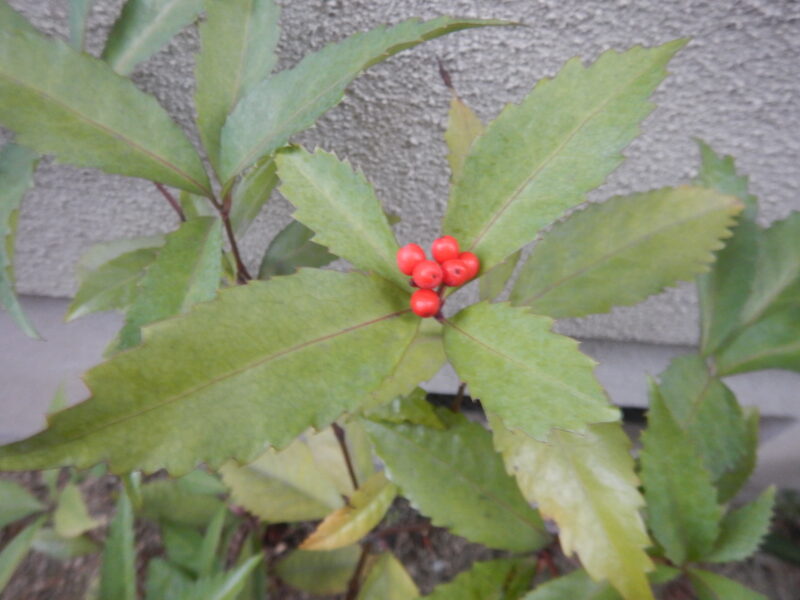 センリョウ 仙蓼 千両 は赤い実がつき 正月飾りに使われます
