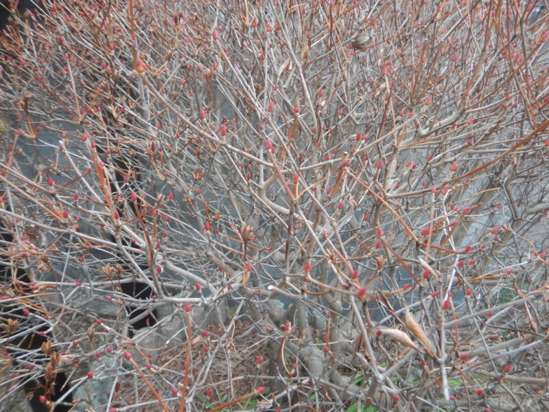 ドウダンツツジの冬芽と果実