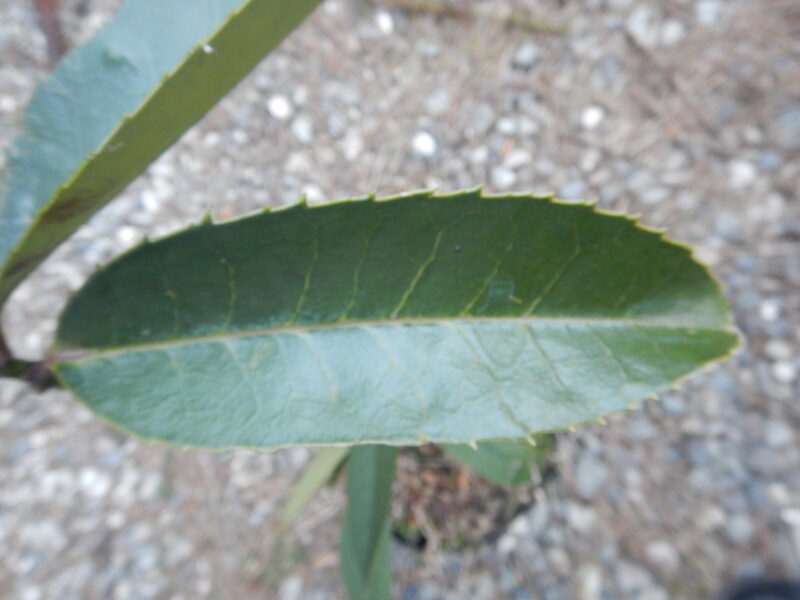 タラヨウの葉（表面）