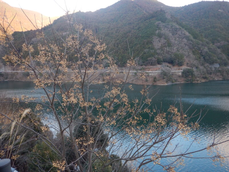 センダン 栴檀 の白い果実 センダン 栴檀 の白い果実