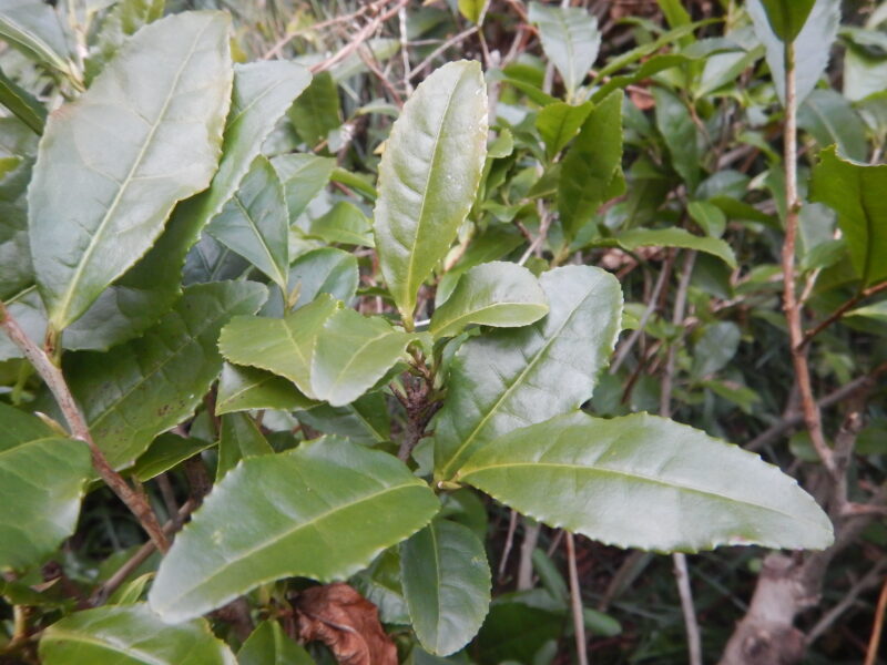 冬のチャノキ 茶の木