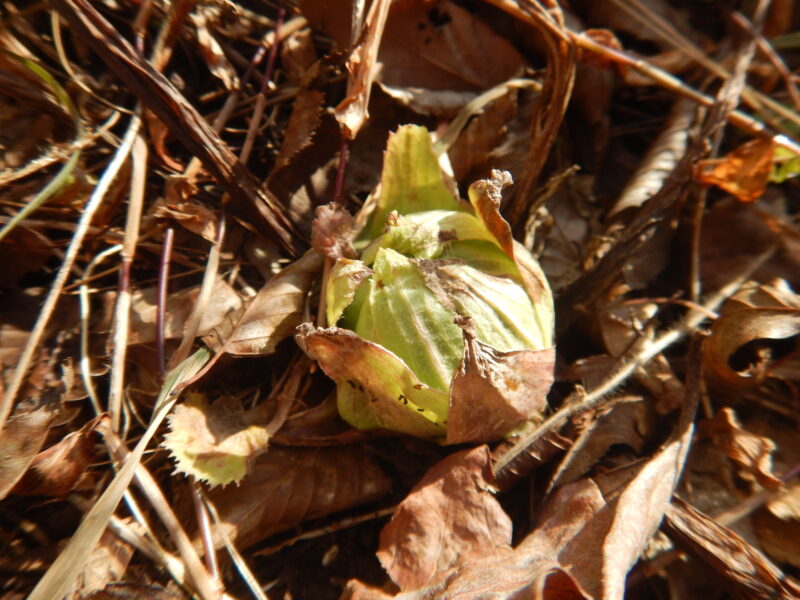 フキノトウ 蕗の薹 が膨らんできました