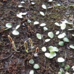 岩で育つマメズタ