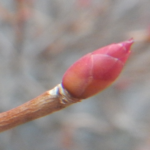 ドウダンツツジの冬芽