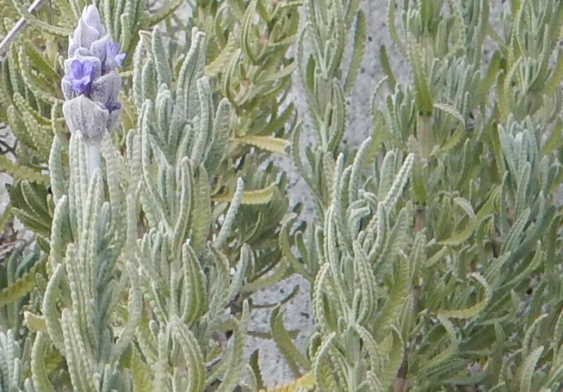 冬に咲く 四季咲きラベンダーの紫の花