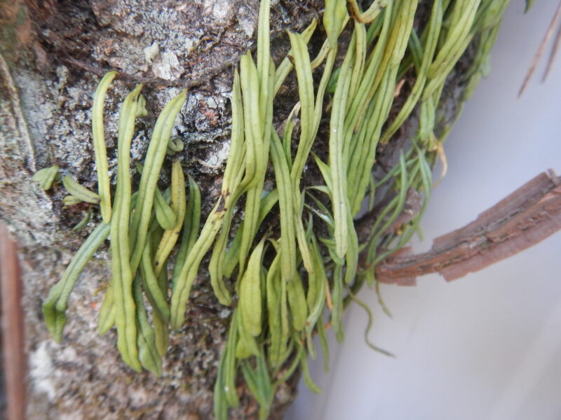 細長いく肉厚の葉をつける常緑性シダ植物 ノキシノブ 軒忍