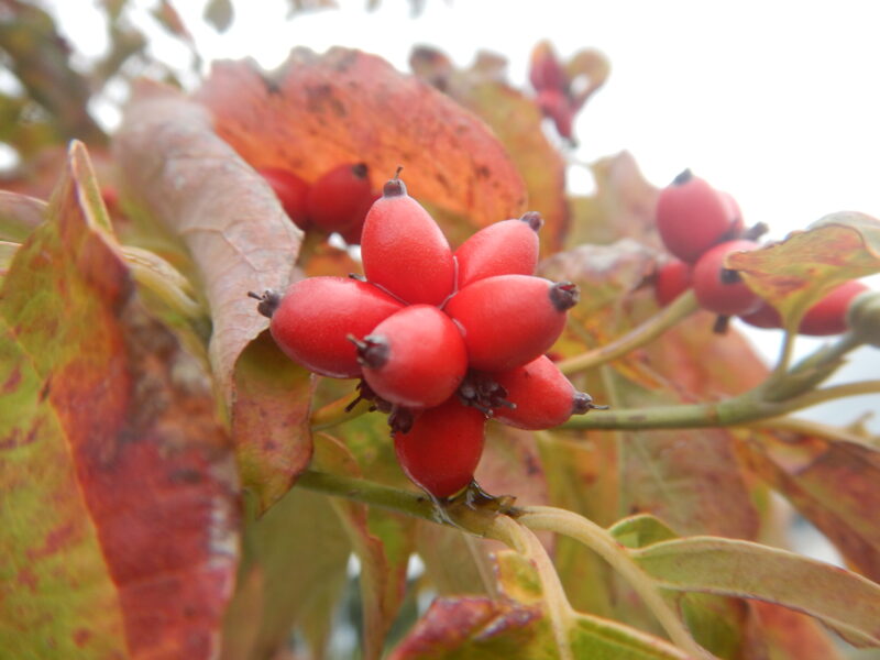 赤い実をつける植物37種 ブログ記事から