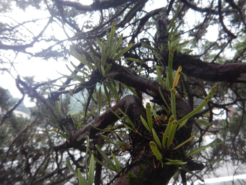 細長いく肉厚の葉をつける常緑性シダ植物 ノキシノブ 軒忍