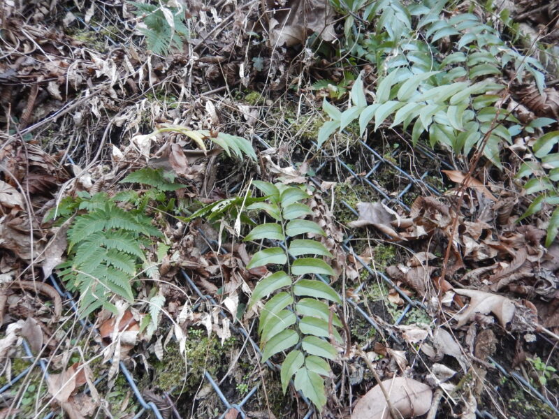 常緑性シダ植物のヤブソテツ 藪蘇鉄