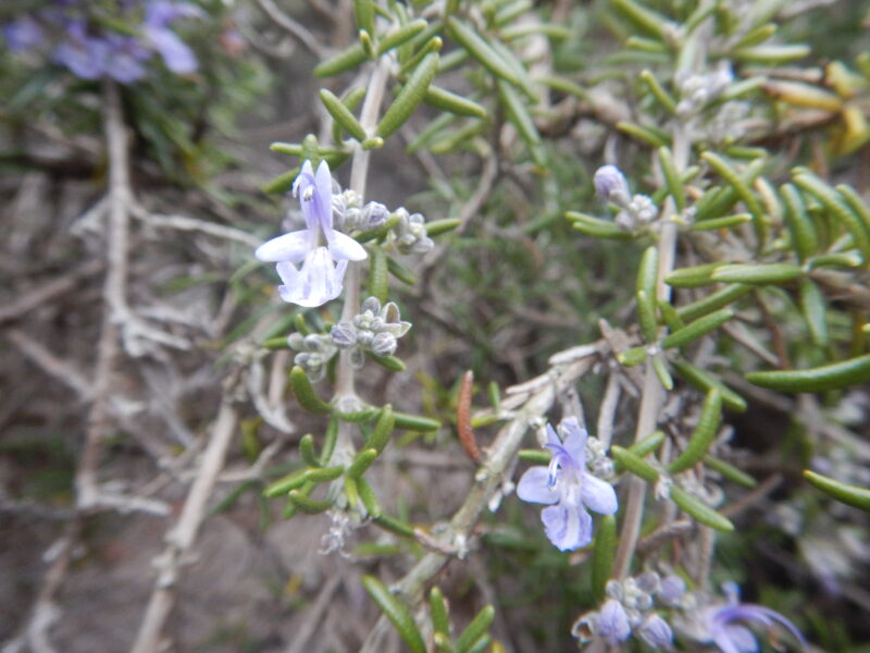 匍匐性ローズマリーに咲く薄紫の花