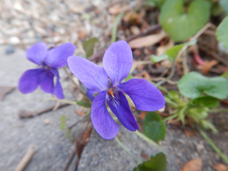 冬に咲くタチツボスミレ 立坪菫 の紫の花