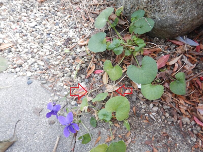 タチツボスミレの花と茎