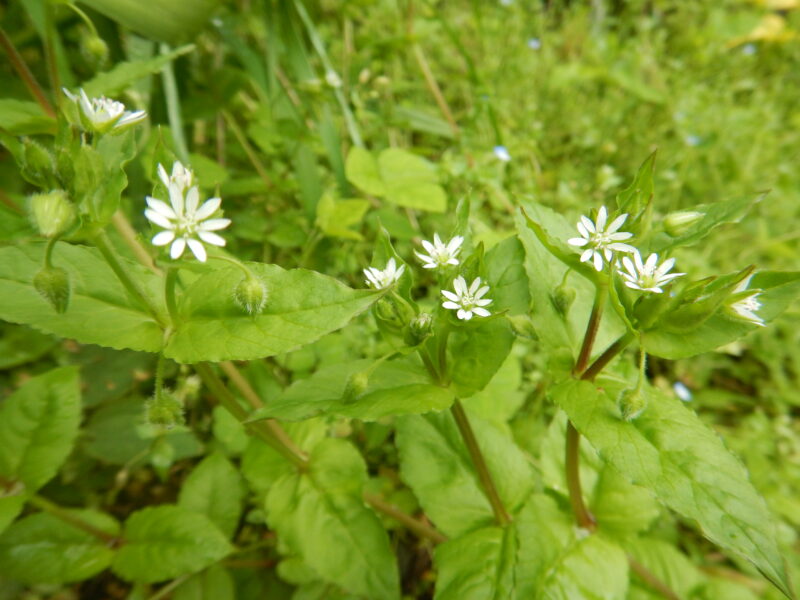 春の七草 ハコベ 繁縷 の白い花
