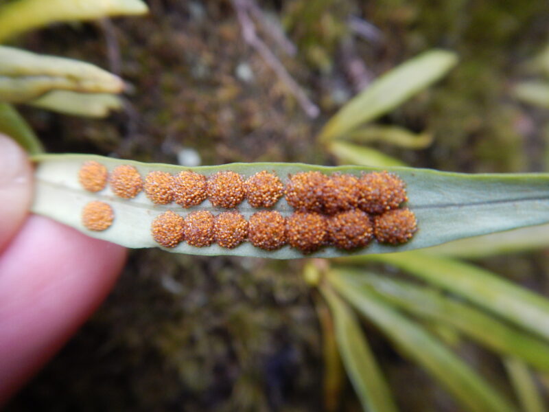 細長いく肉厚の葉をつける常緑性シダ植物 ノキシノブ 軒忍