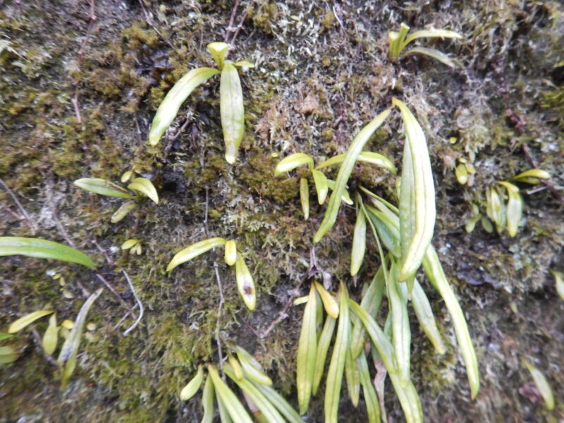 細長いく肉厚の葉をつける常緑性シダ植物 ノキシノブ 軒忍