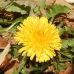 セイヨウタンポポ