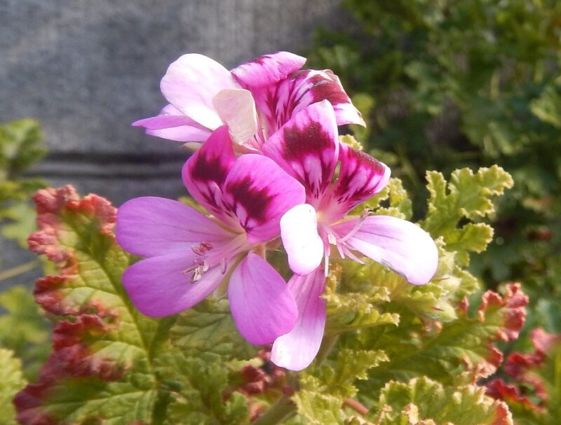 冬に咲くゼラニウムのピンクや赤の花