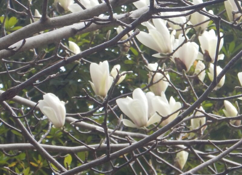 白い大きな花が上向きに咲くハクモクレン 白木蓮