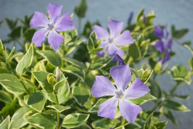 ツルニチニチソウ 蔓日々草 ビンカ マジヨール の薄紫の花