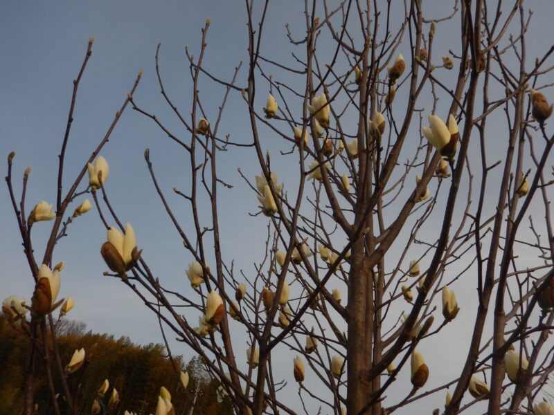 小さな樹に咲くハクモクレン