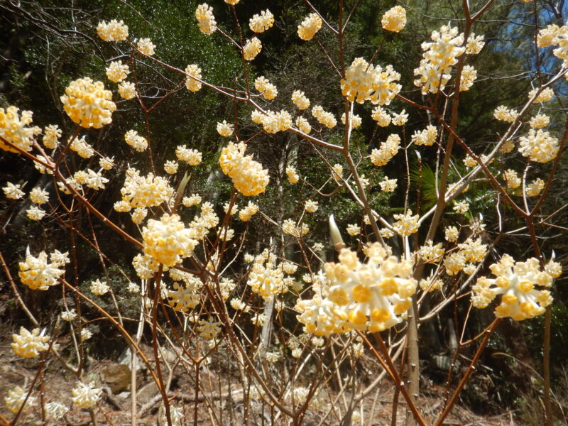 和紙の原料にされるミツマタ(三椏)に咲く黄や赤の花と、蝶など