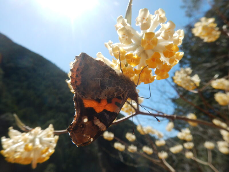 蜜をすう蝶