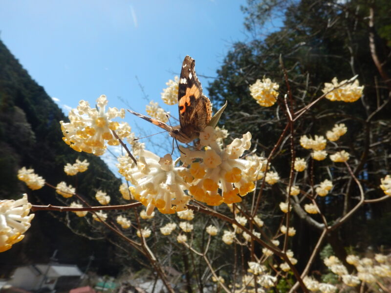 ミツマタの蜜を吸う蝶