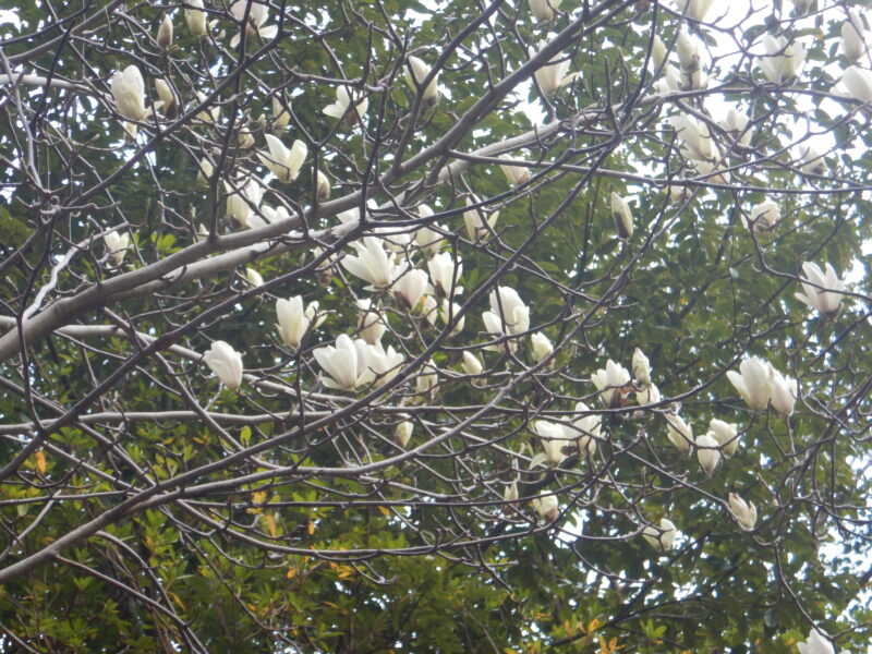 白い大きな花が上向きに咲くハクモクレン 白木蓮