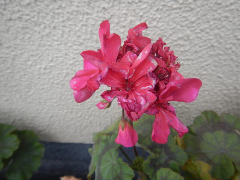 冬に咲くゼラニウムの赤い花