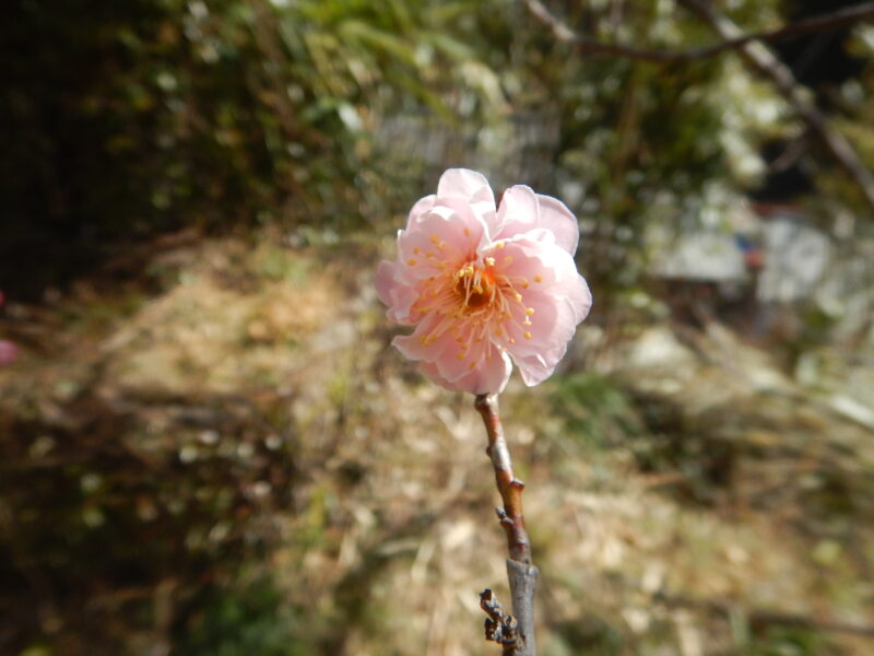 22年の南高梅のピンクの花の開花と いろんな梅の花
