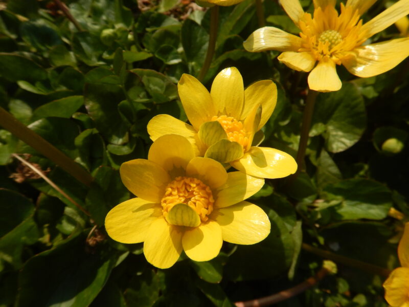 ヒメリュウキンカの黄色い花