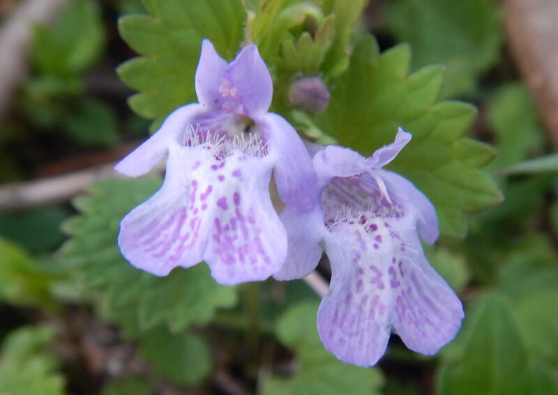 カキドオシ 垣通し は 春に薄紫の唇形花を咲かせます