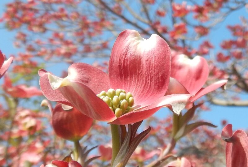 ４月に咲く ハナミズキ 花水木 のピンクや白い花