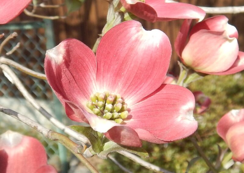 ４ 5月ごろに咲く ハナミズキ 花水木 のピンクや白い花