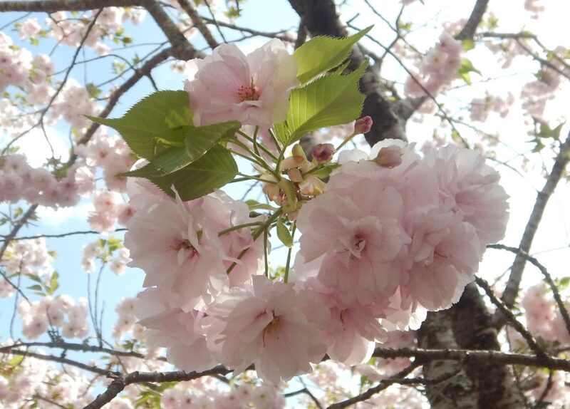 たくさんの花びらをつけるヤエザクラ 八重桜 が咲き始めました
