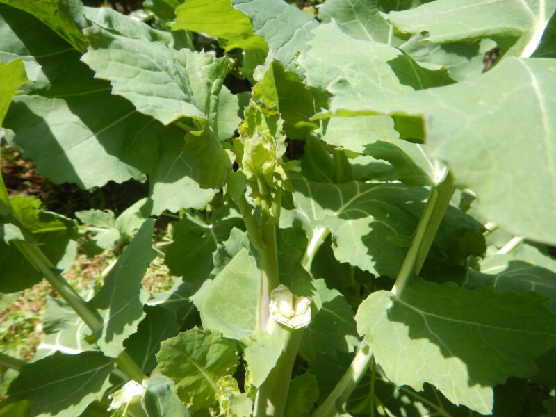 新しい茎が出てきたのらぼう菜