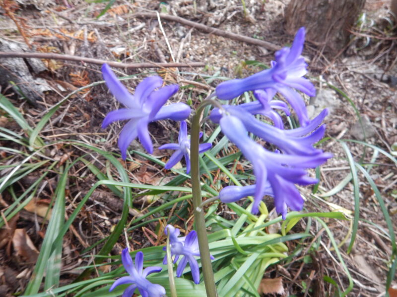 3 4月に青やピンクなどの花を咲かせる ヒヤシンスがきれいです