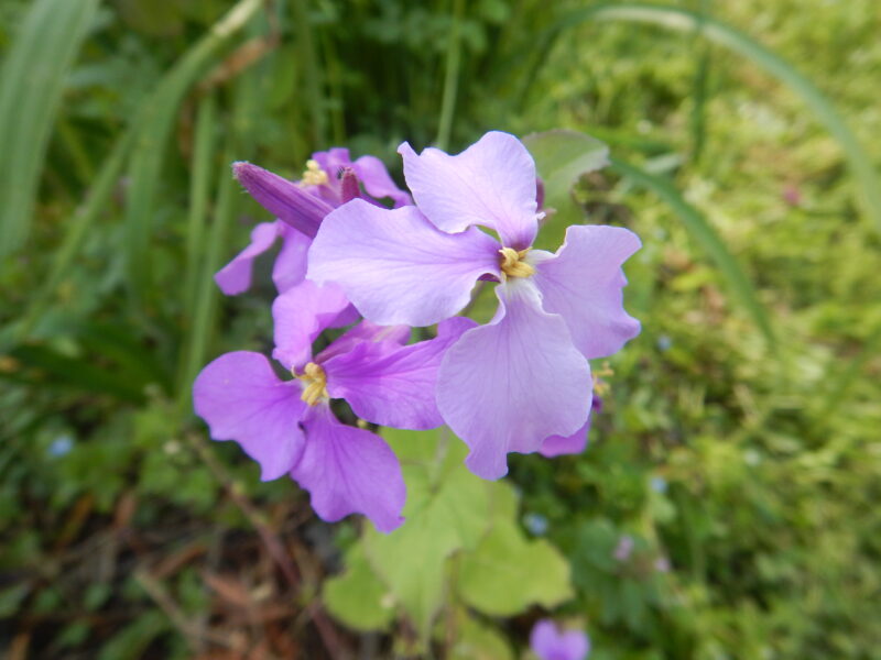 オオアラセイトウ ムラサキハナナ は食用可能で 紫の花が咲きます