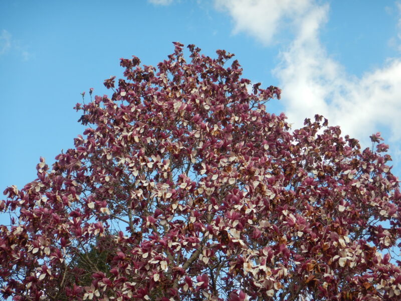 大きな樹に咲くモクレン