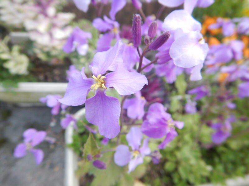オオアラセイトウ ムラサキハナナ は食用可能で 紫の花が咲きます