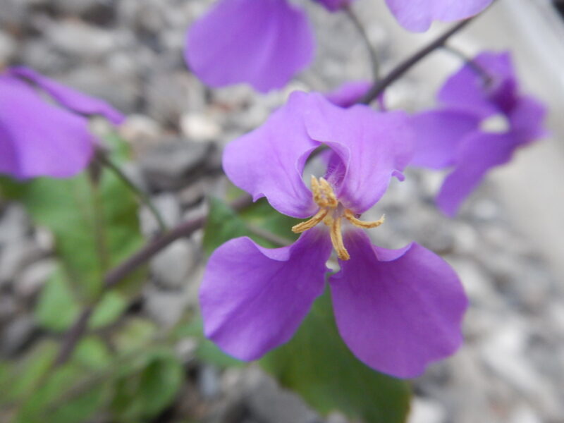 オオアラセイトウの紫の花