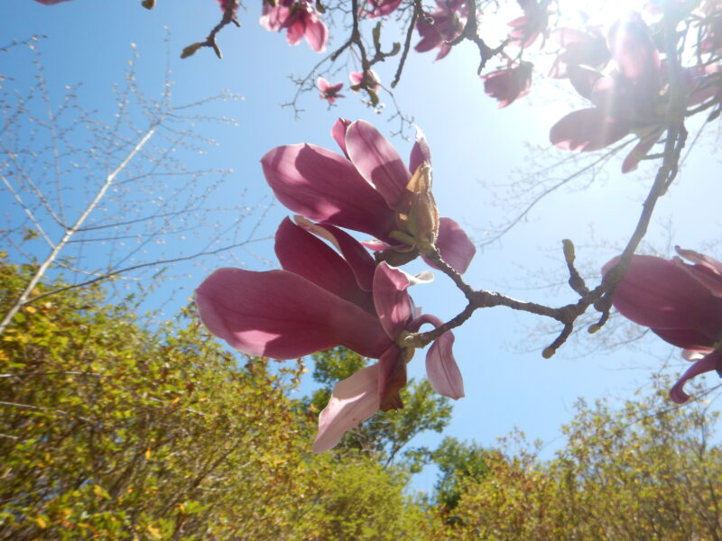 世界最古の花木と言われるモクレン 木蓮 に咲く 大きな紫の花