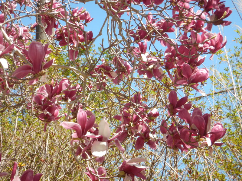 世界最古の花木と言われるモクレン 木蓮 に咲く 大きな紫の花