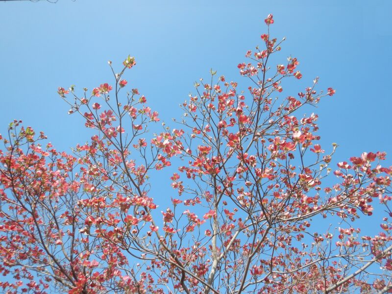 花が咲くハナミズキの樹