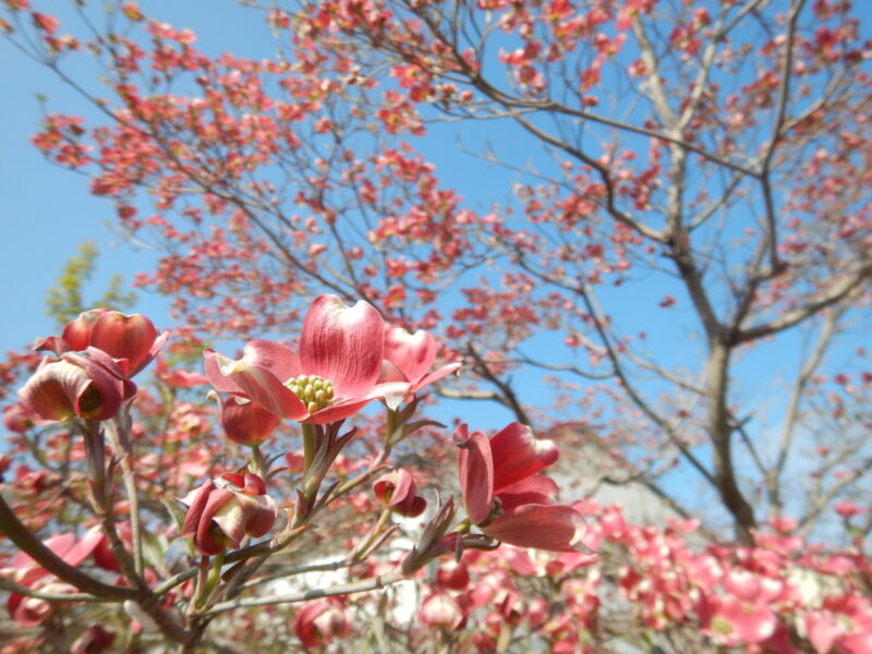 ４月に咲く ハナミズキ 花水木 のピンクや白い花