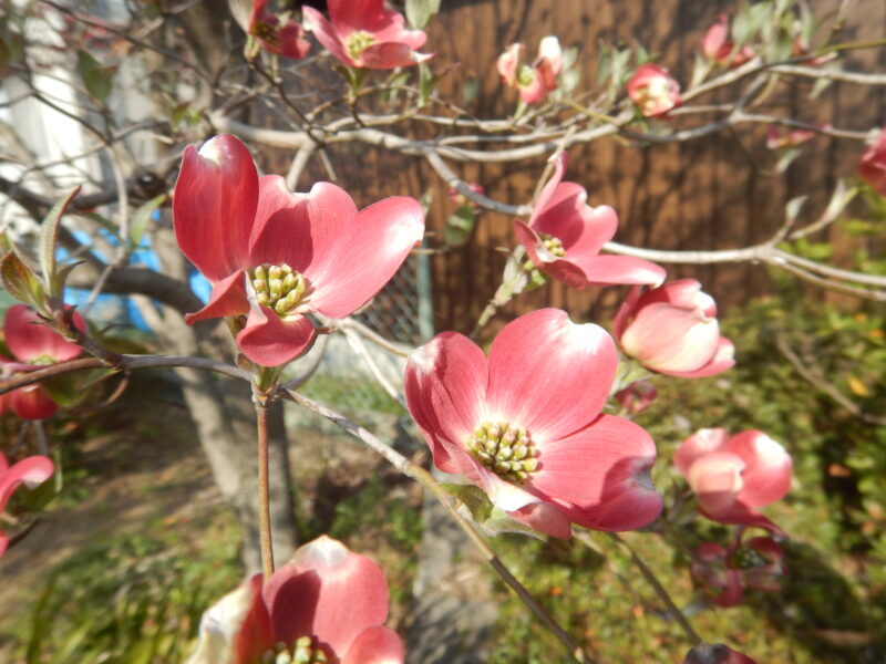 ４月に咲く ハナミズキ 花水木 のピンクや白い花