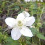 クサイチゴの白い花