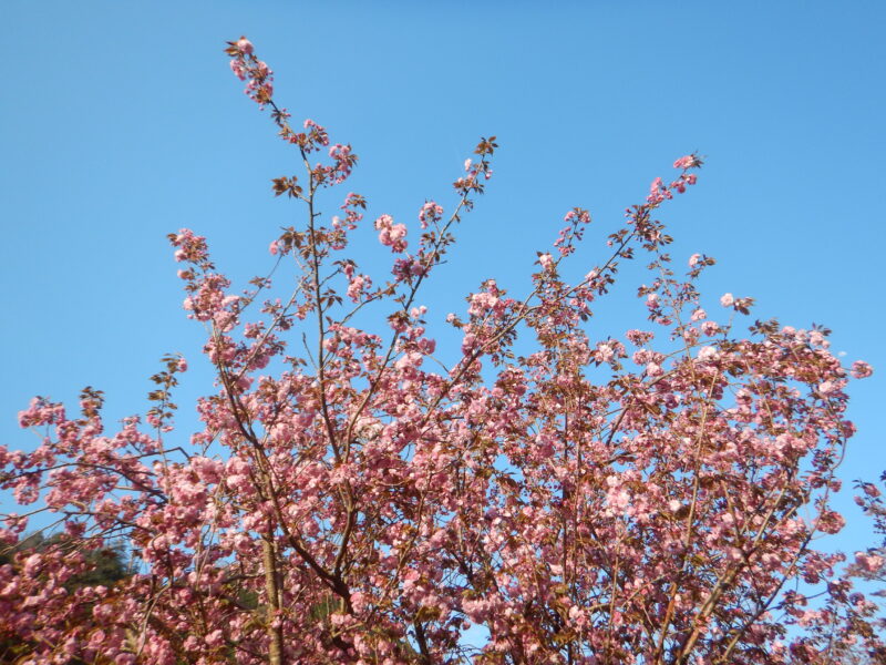 樹いっぱいに咲くヤエザクラ