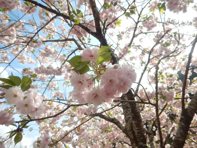 たくさんの花びらをつけるヤエザクラ 八重桜 が咲き始めました