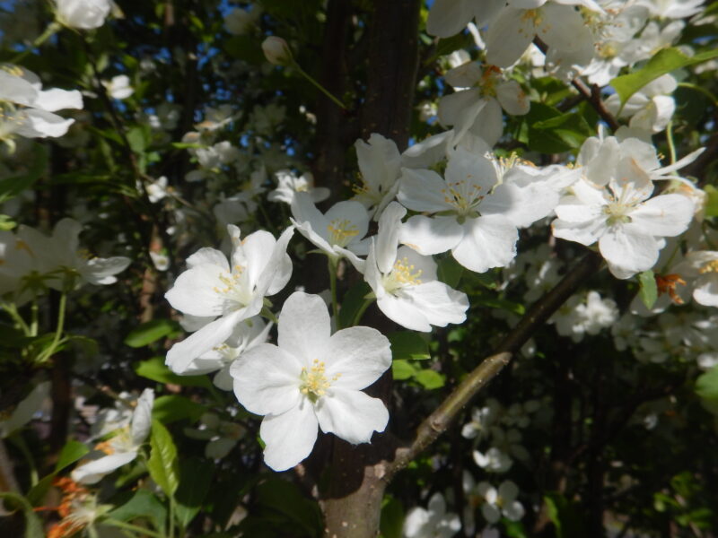 ヒメリンゴに咲いた白い花